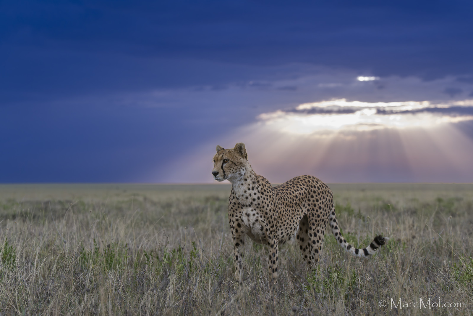 A Cheetah mum w/4 cubs under a Serengeti pastel Sunset.