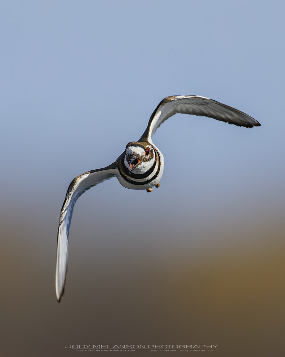 Killdeer in flight