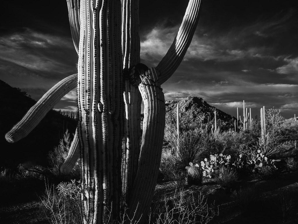 Saguaro National Park in black and white