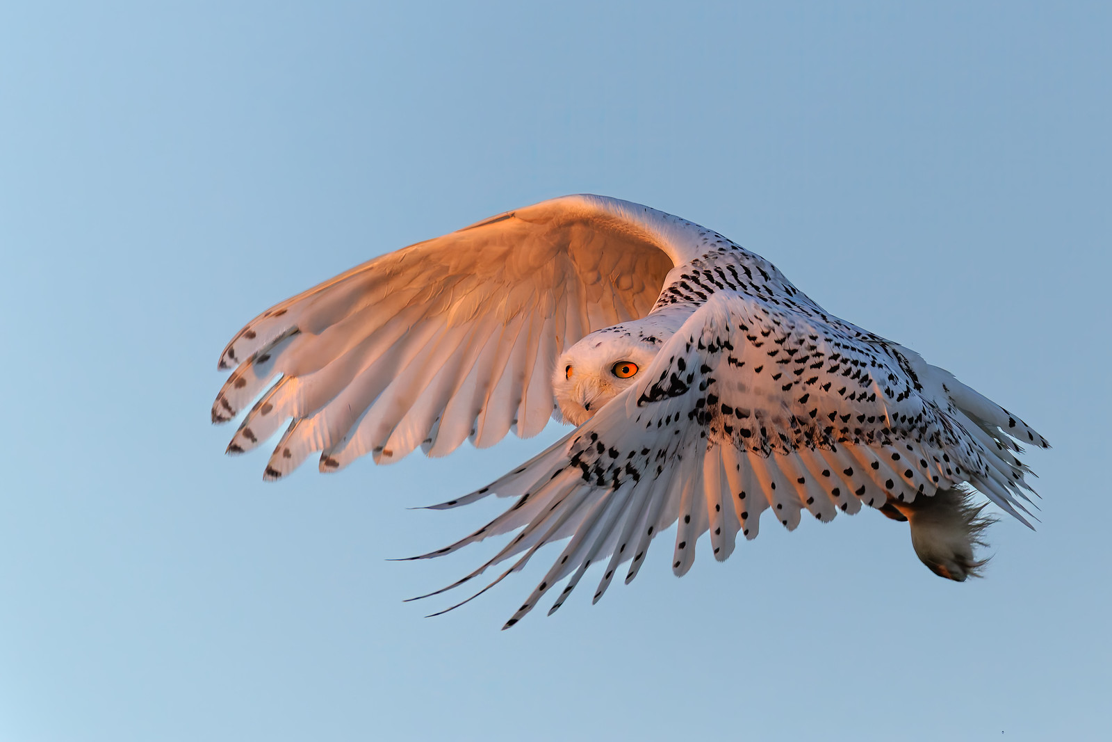 Snowy Owls of 2025