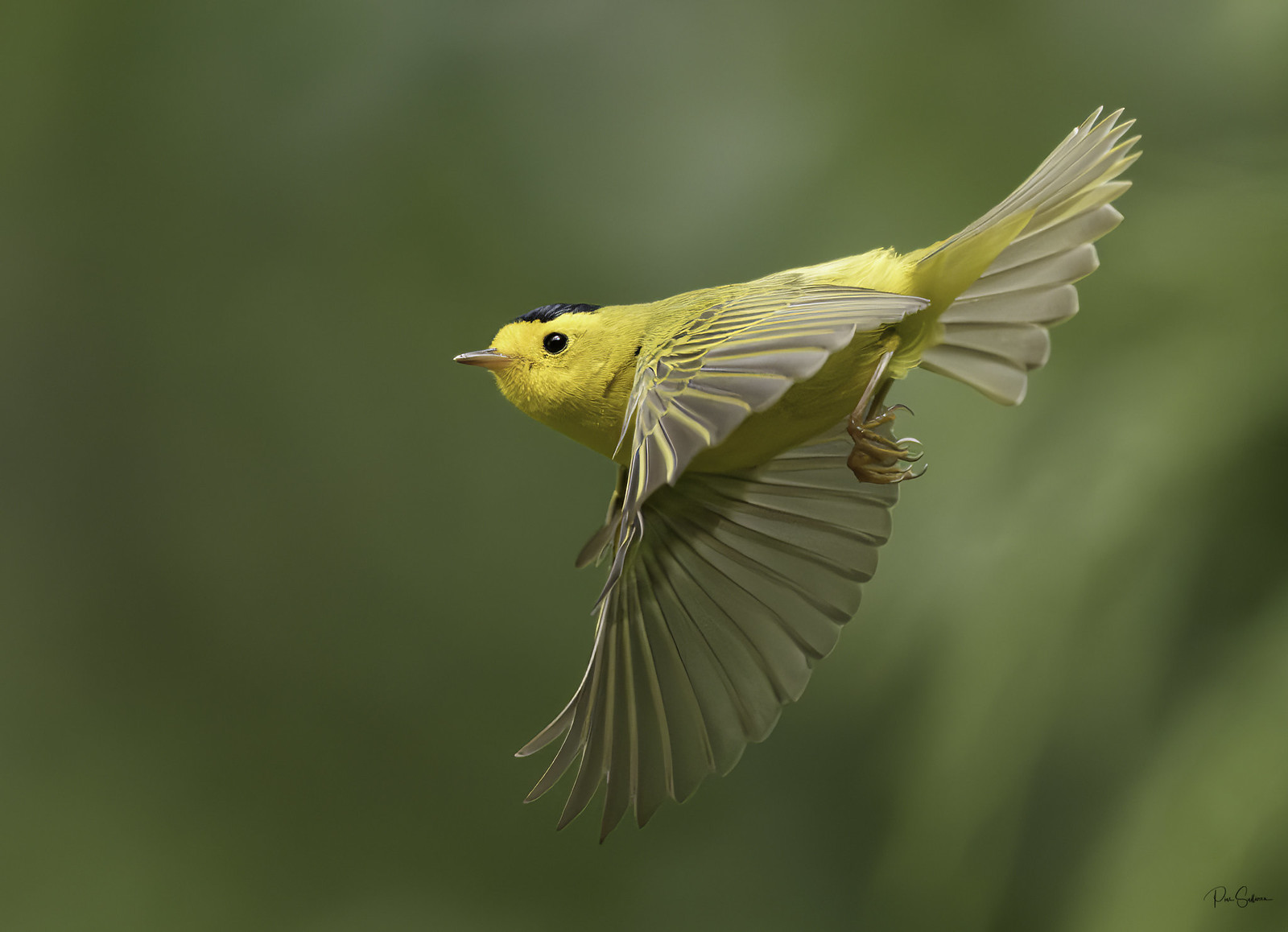 Birds with Yellow!