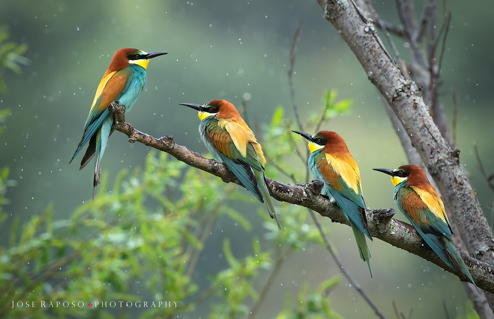 European Bee-eaters - image heavy