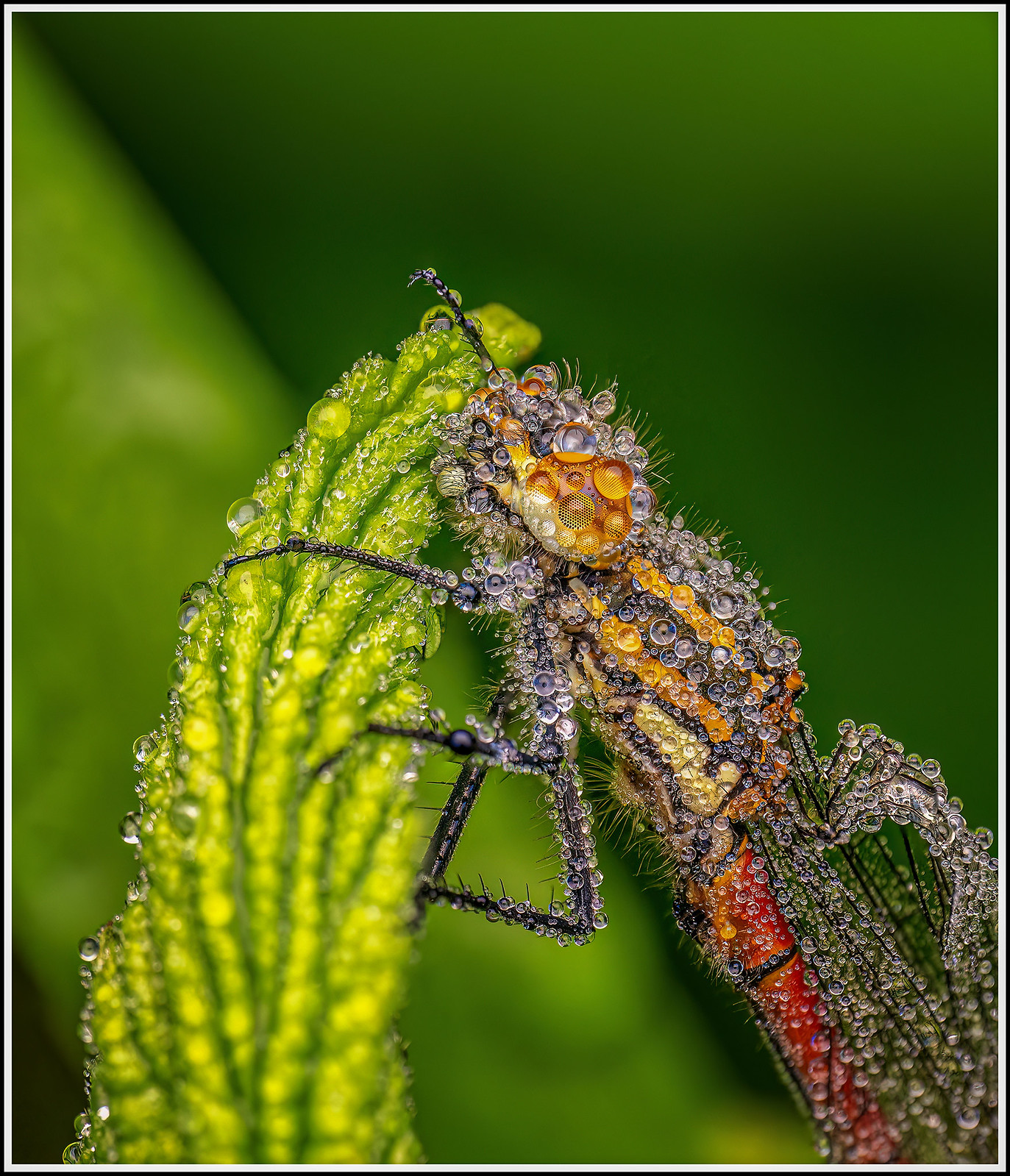 Damselflies