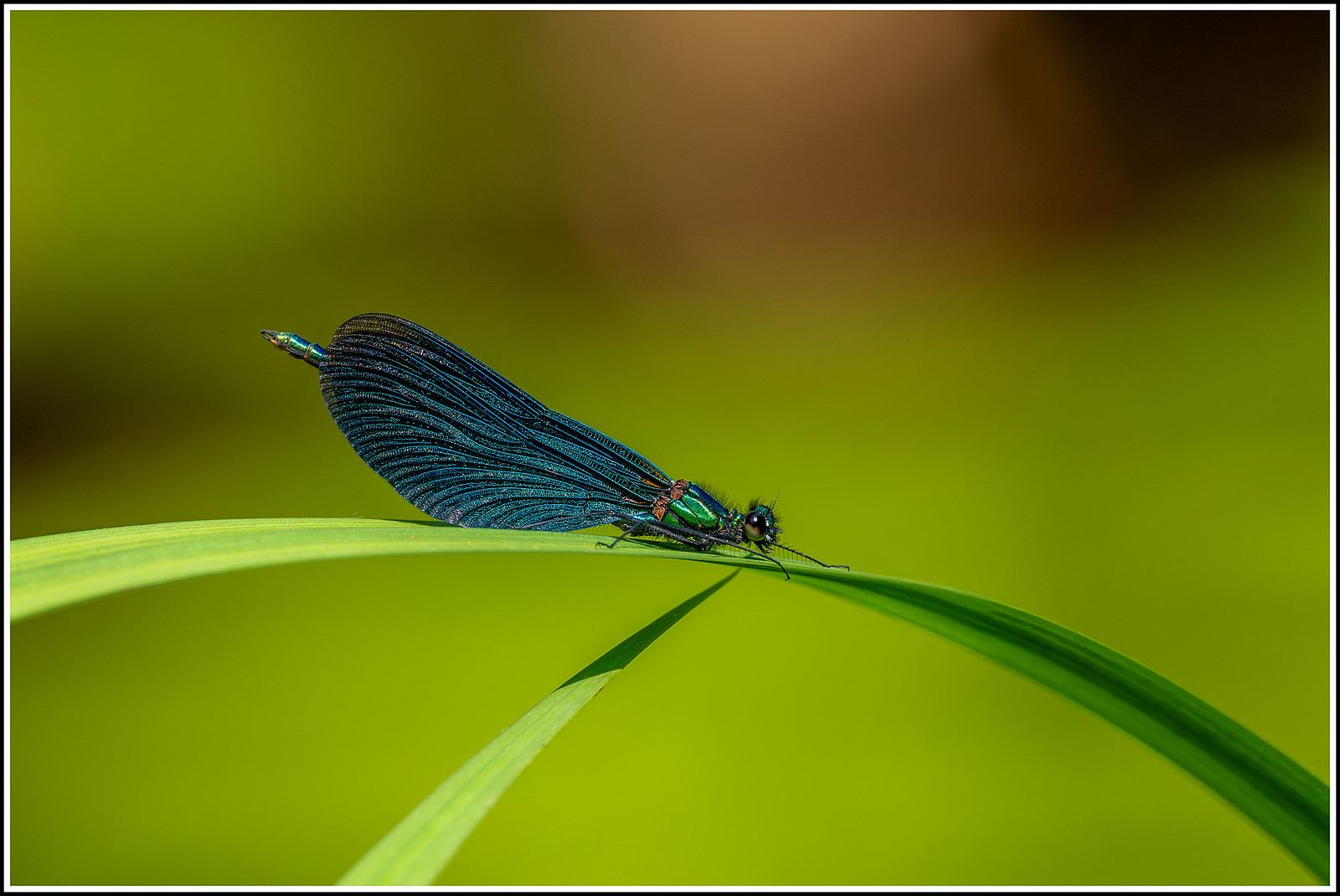 Creature from bug world