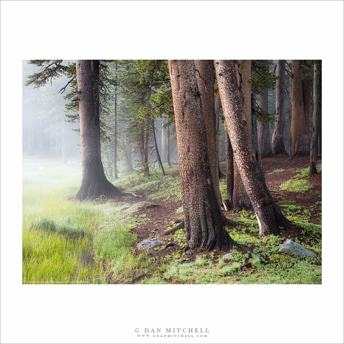 Yosemite High Country — Early July