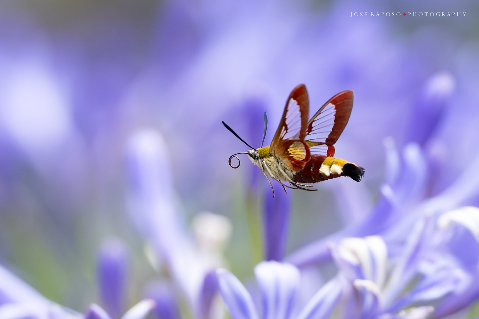 Hummingbird Clearwing Moths