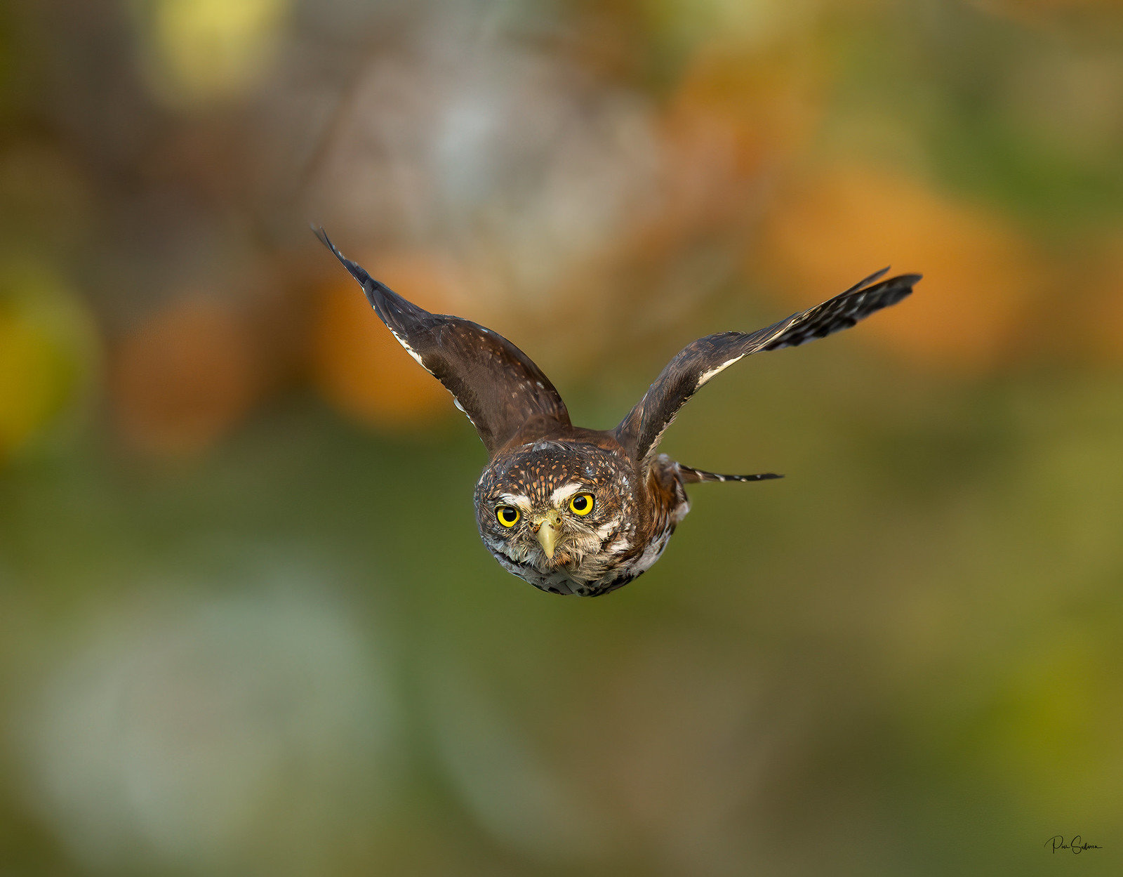 Northern Pygmy owl in flight
