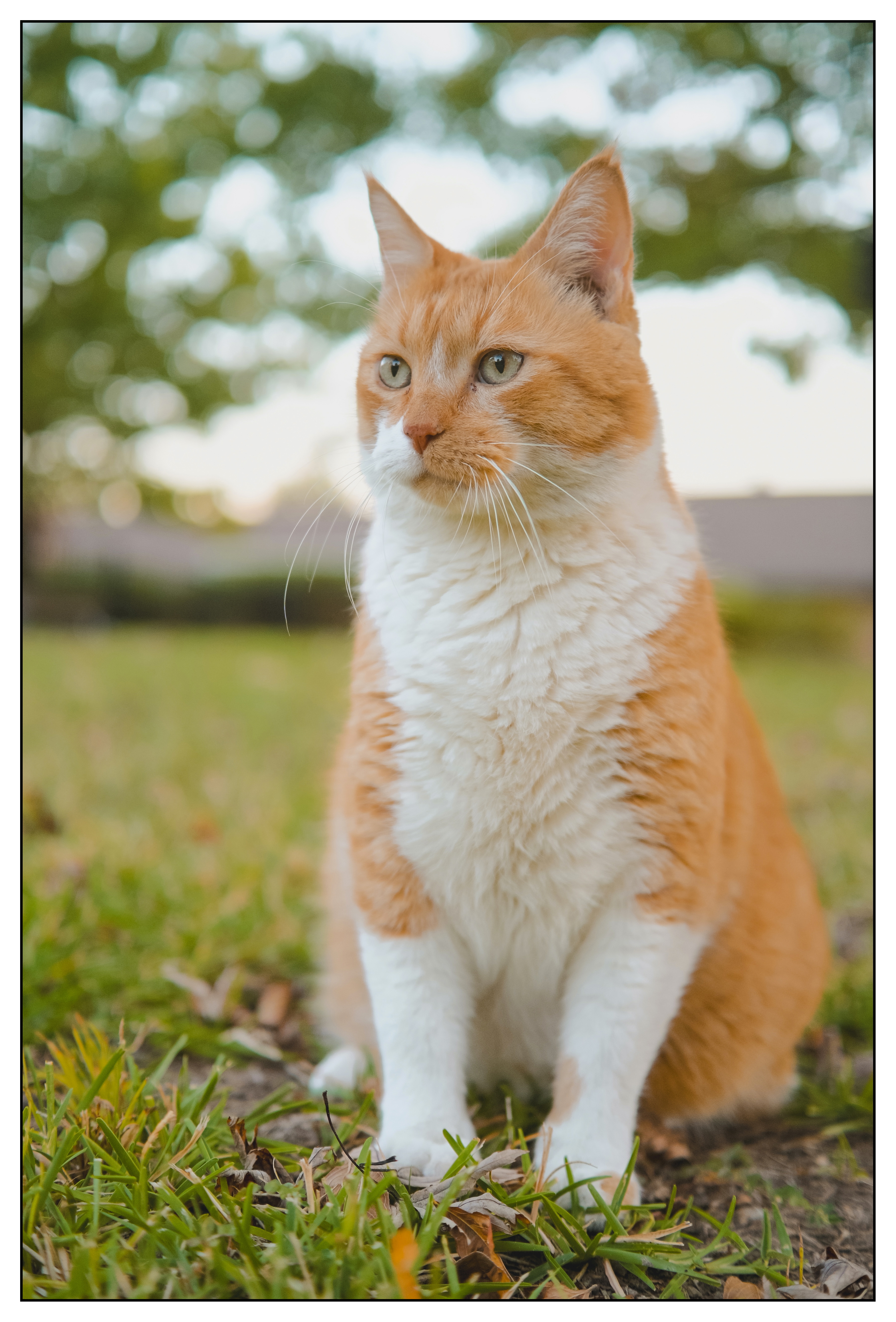 So long, Louie
