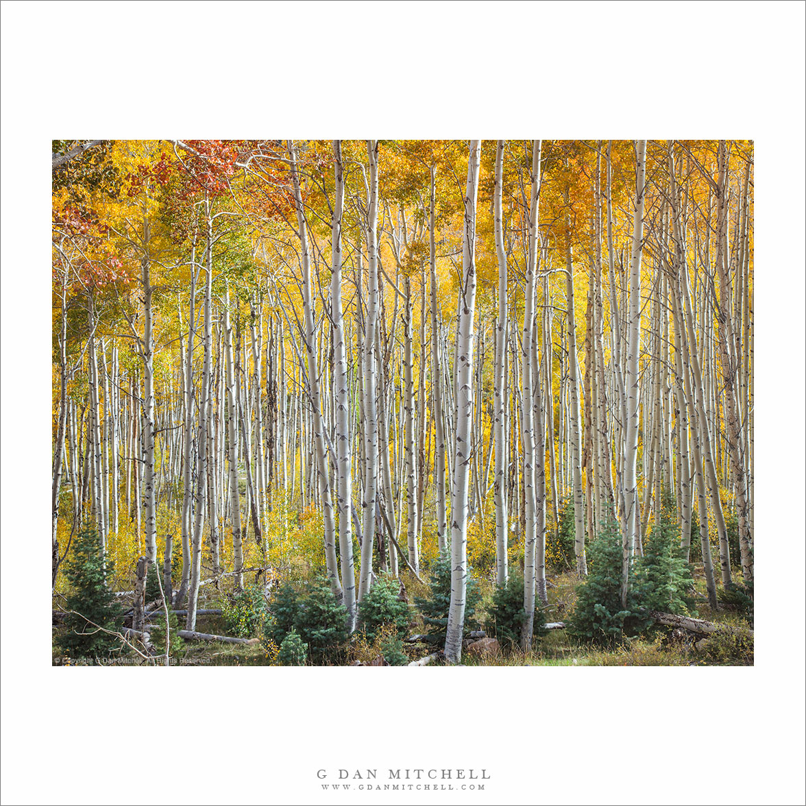 Southern Utah — Autumn Color (and one other)