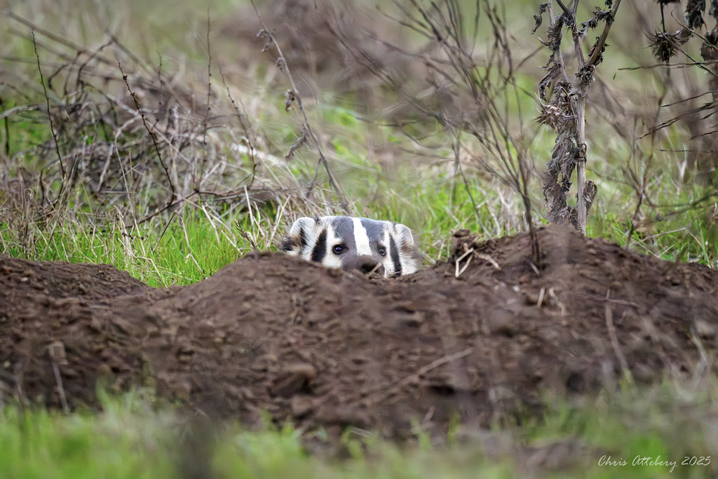 My first badger