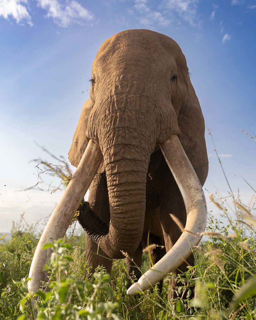 Elephants from Amboseli &amp; Maasi Mara