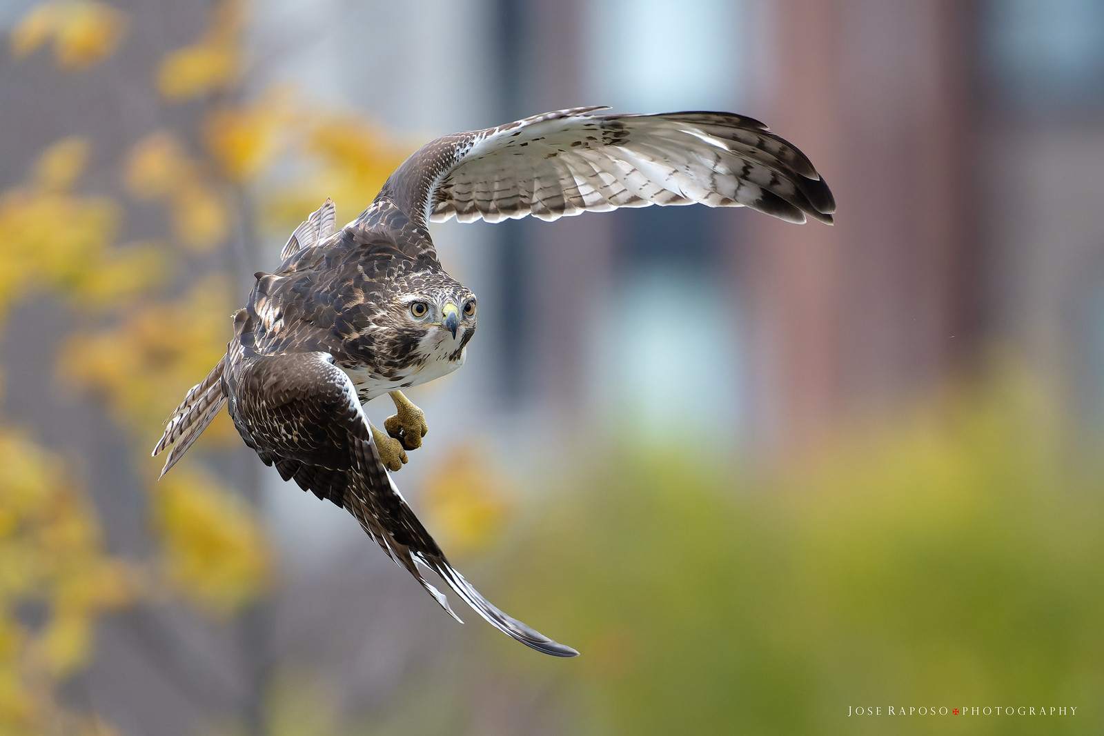 Raptors in Flight