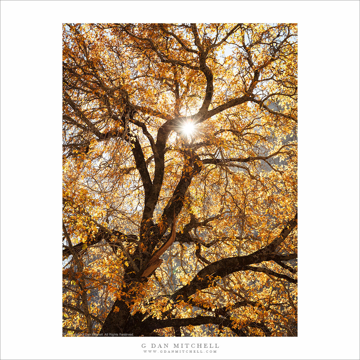 Autumn Intimate Landscapes | Yosemite Valley
