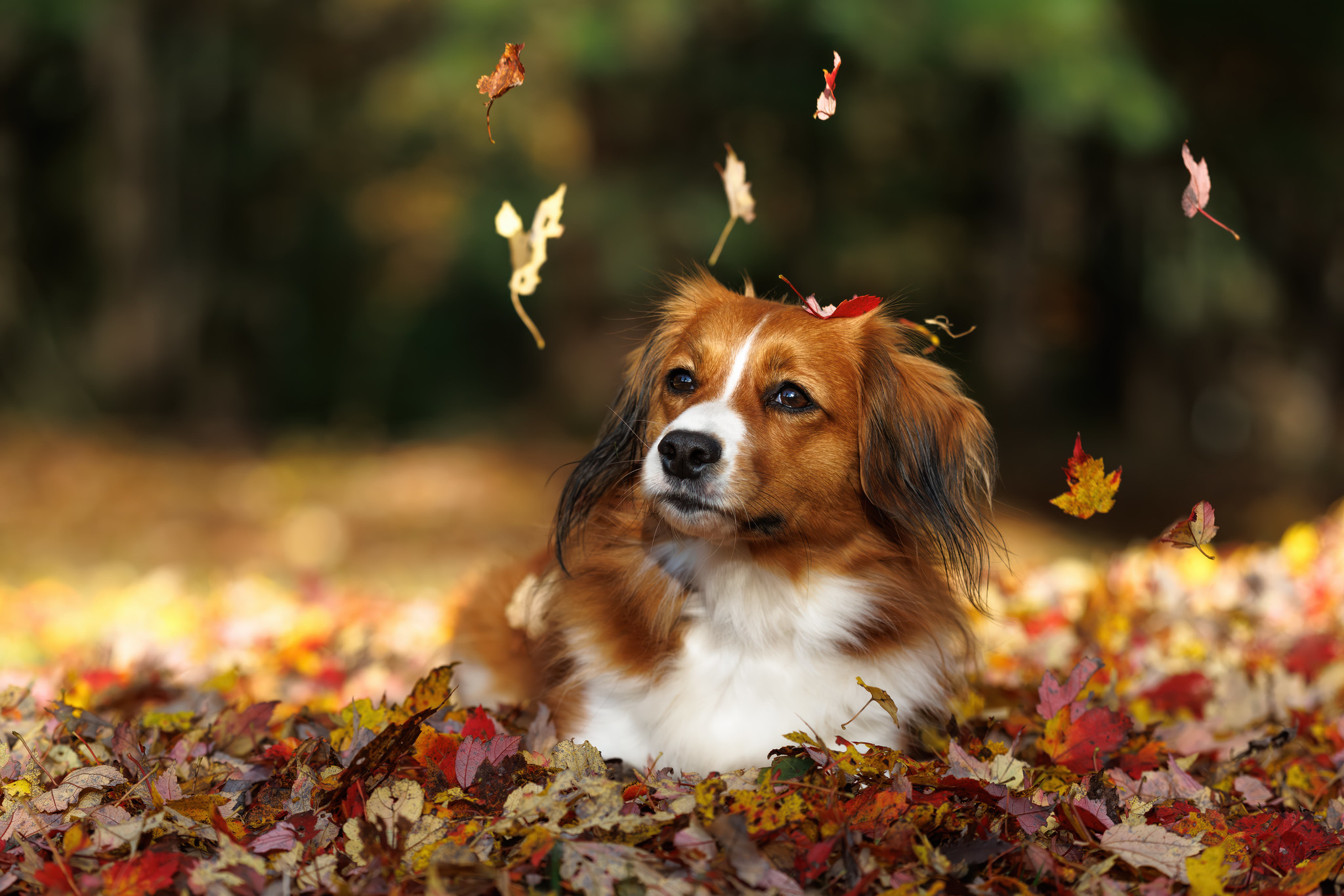 Kenzie in the Fallen Leaves (Dog)