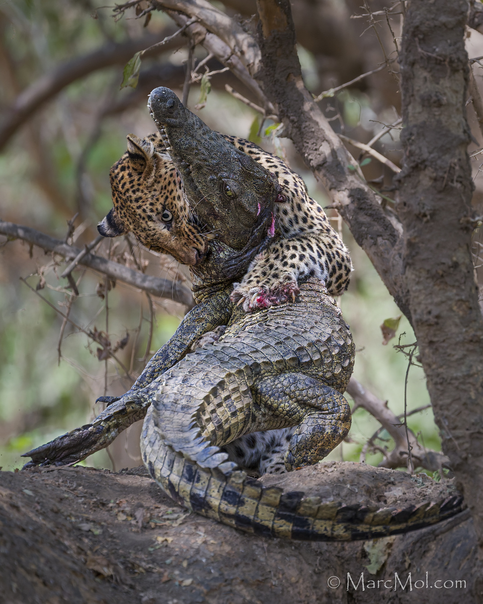The Pantanal comes to Zambia! (Leopard tackles Crocodile)