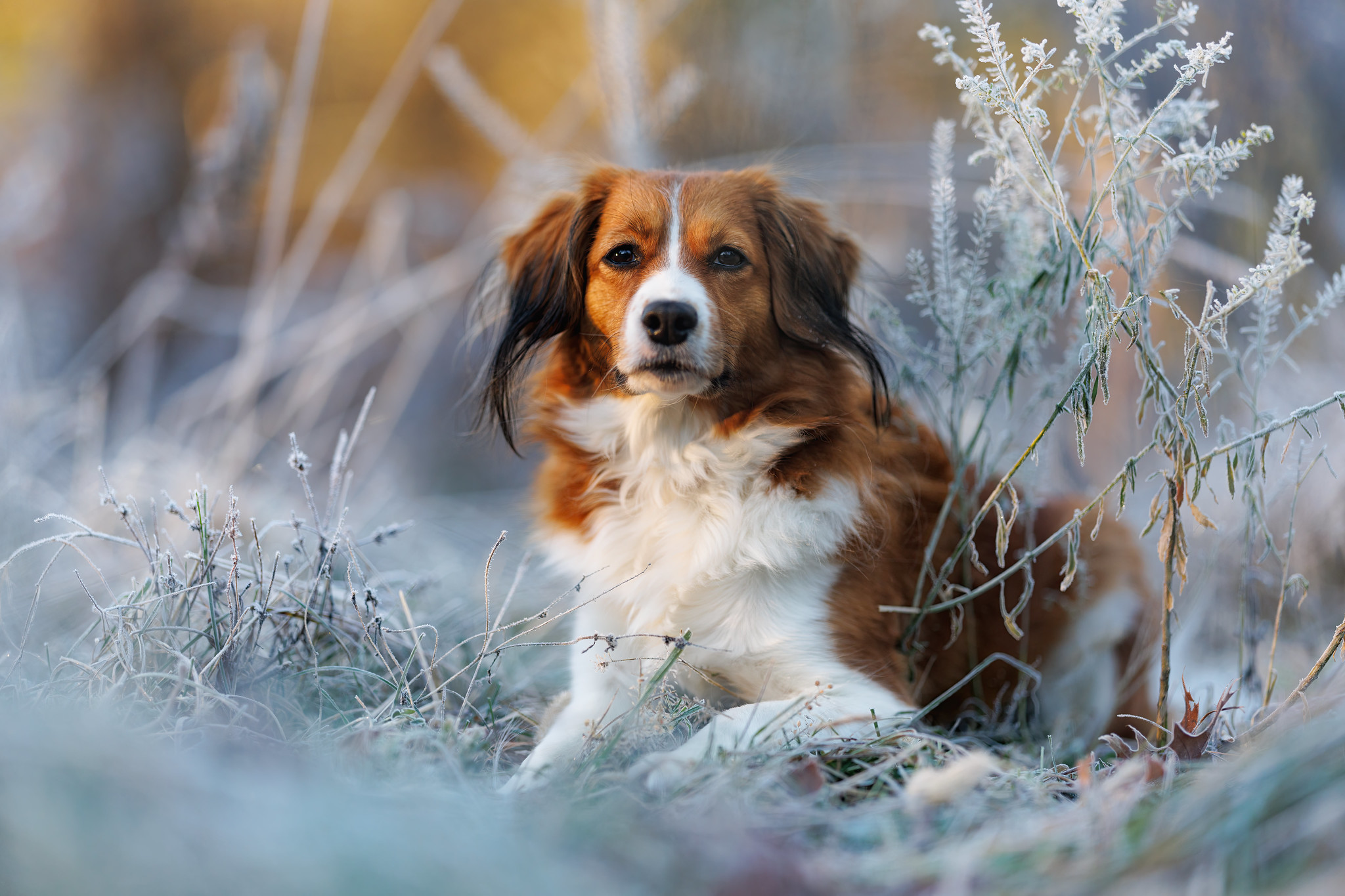 A Frosty Morning (Dog)
