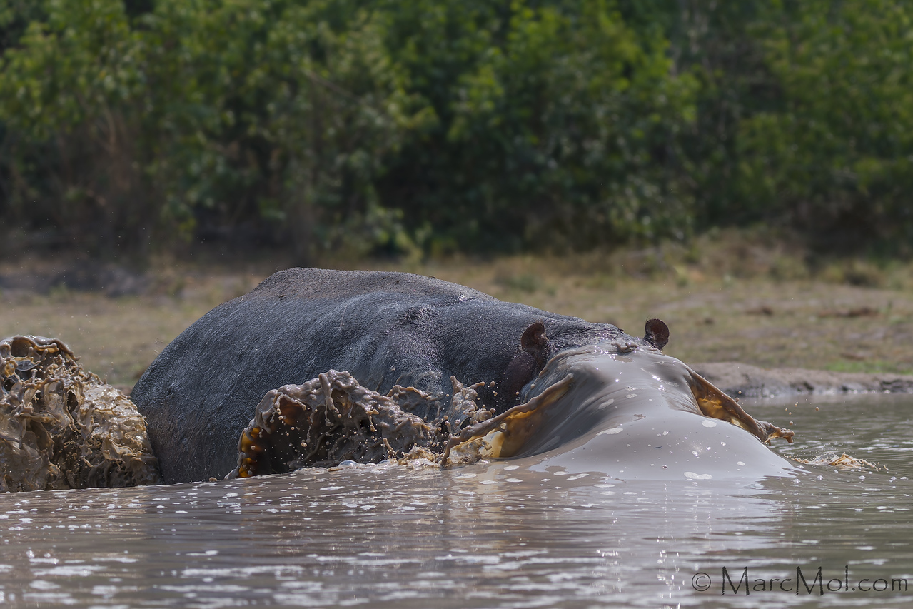 Angry, angry Hippo! (Charging &amp; hitting our photo hide)