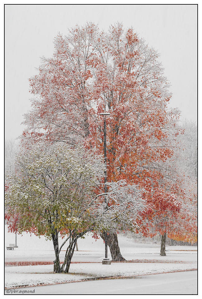 November Snow meet Fall Colors #2