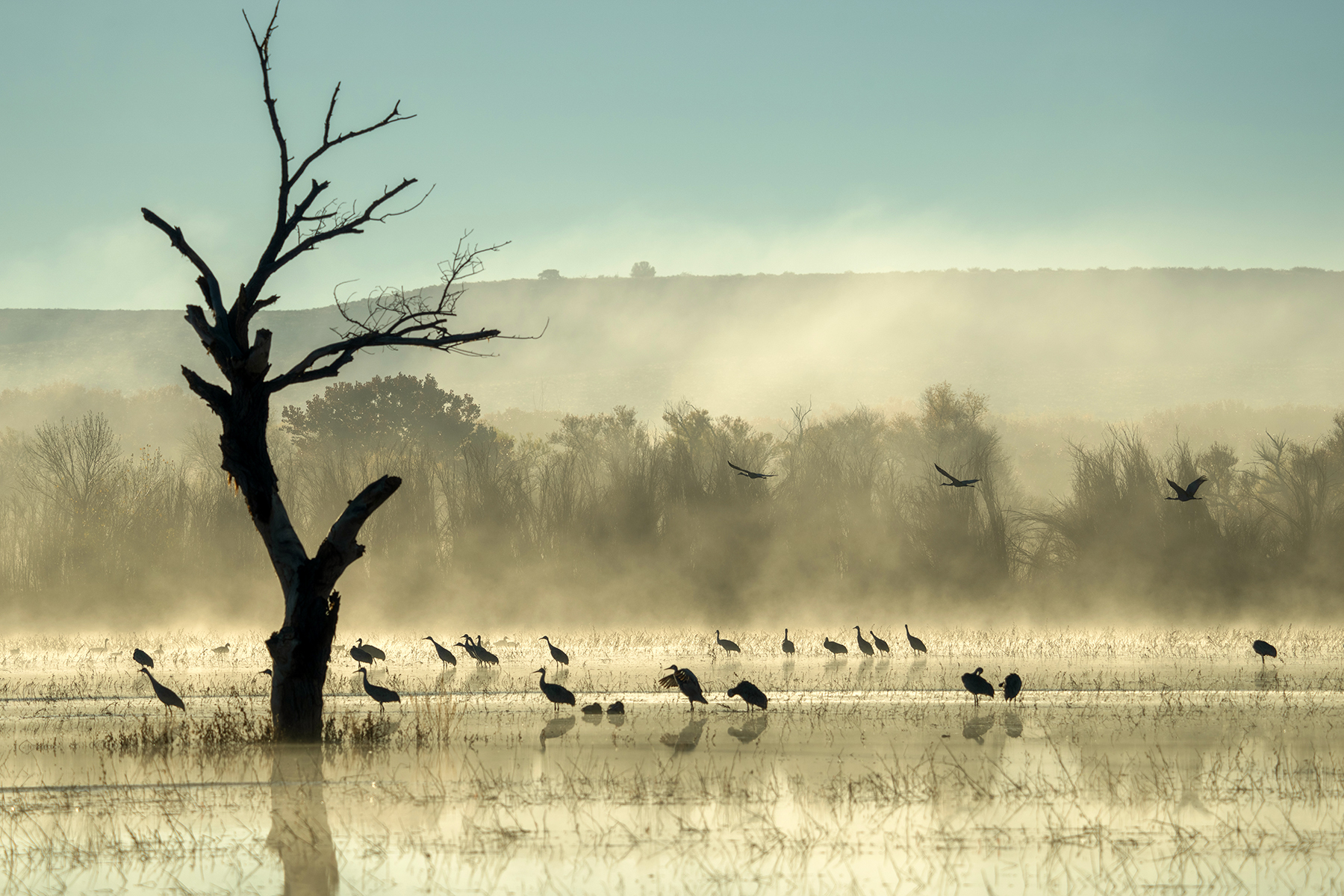 Bosque del Apache 2025 Trip - Image Heavy