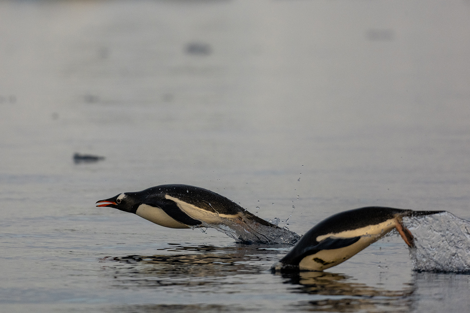 From my Antarctica trip Nov 25
