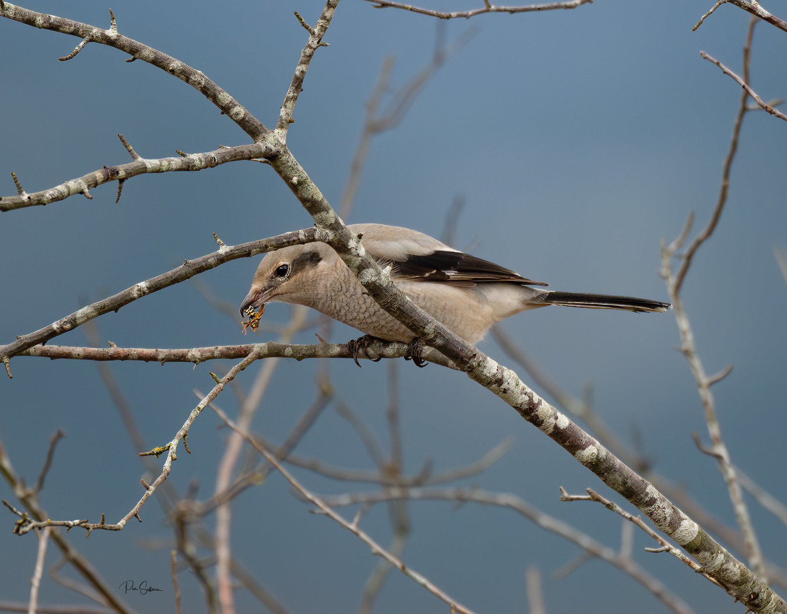 Northern Shrike, hunting yellow jackets.