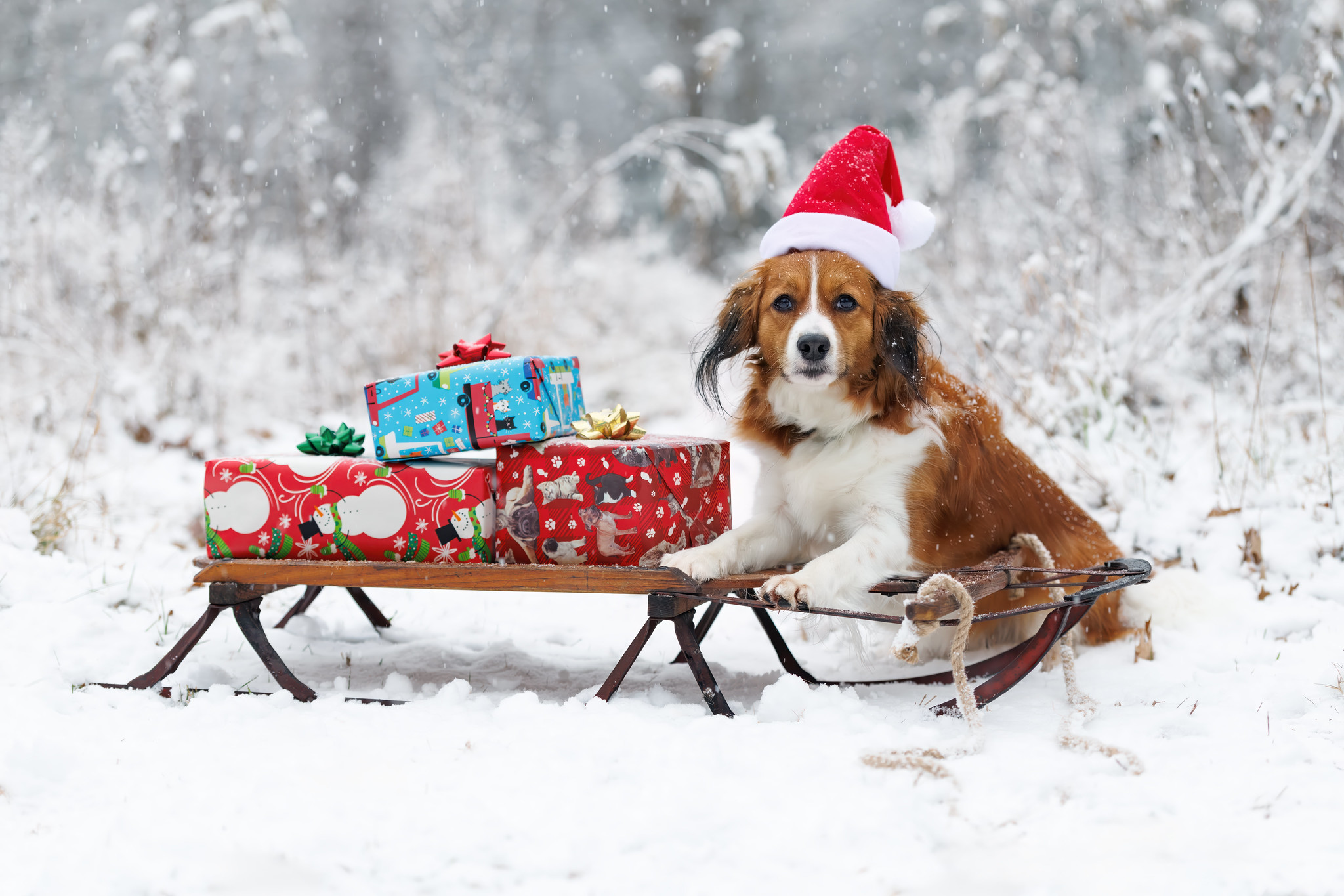 Happy Holidays (Dog)