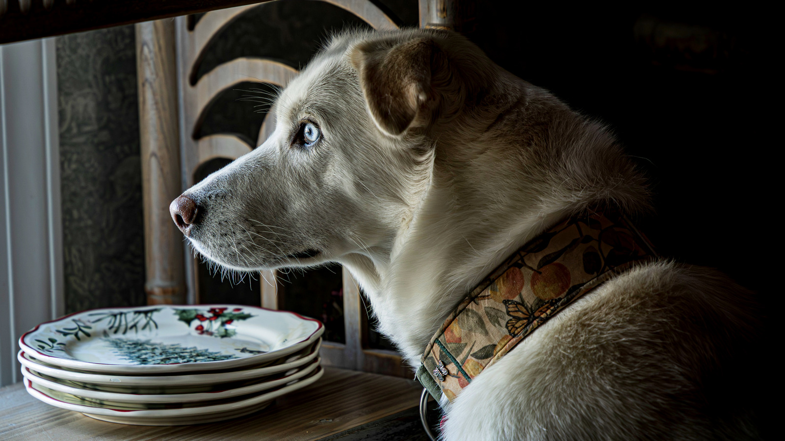 Absolute Focus (Dog)
