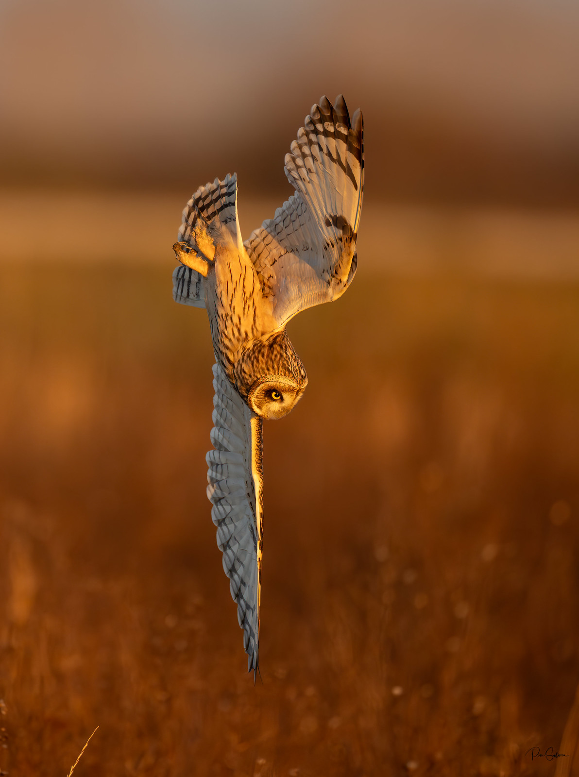 Golden Hour!