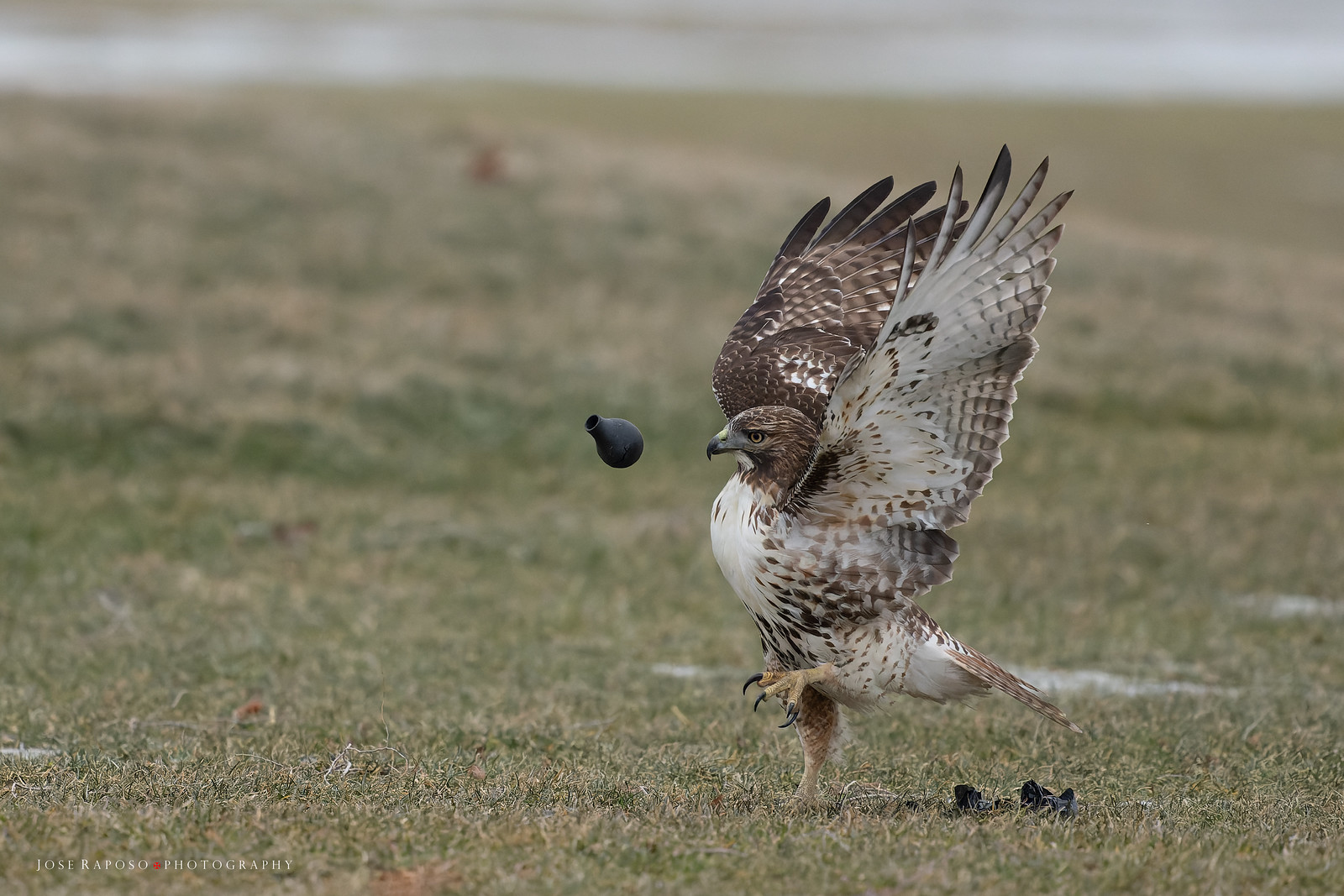 A Red-tailed hawk performing rhythmic gymnastics