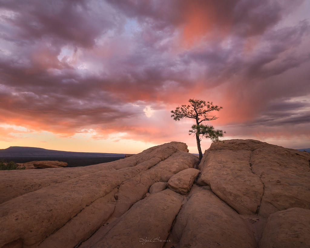 Homage to the lone tree of the Southwest (US)