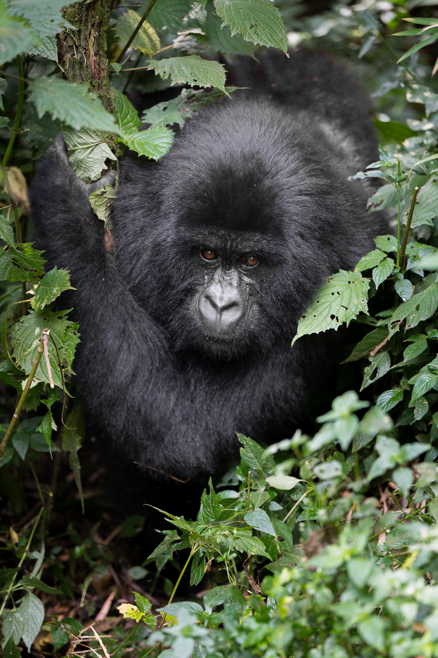 Rwandan Mountain Gorillas