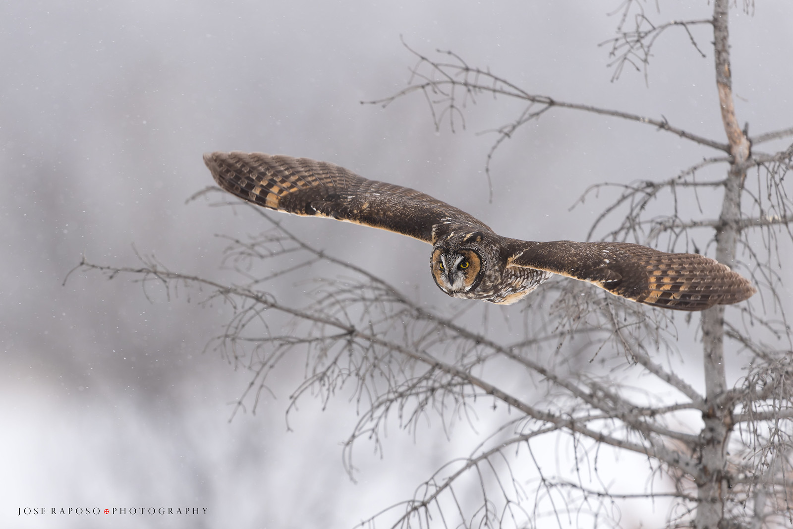Long-eared Owls on a snowy day - multiple images