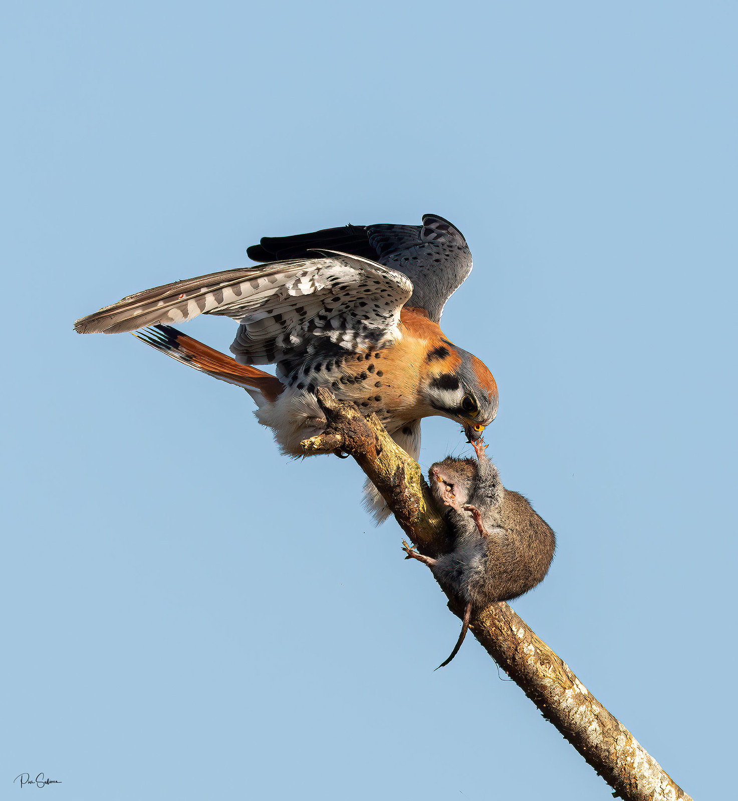 American Kestrel with prey!