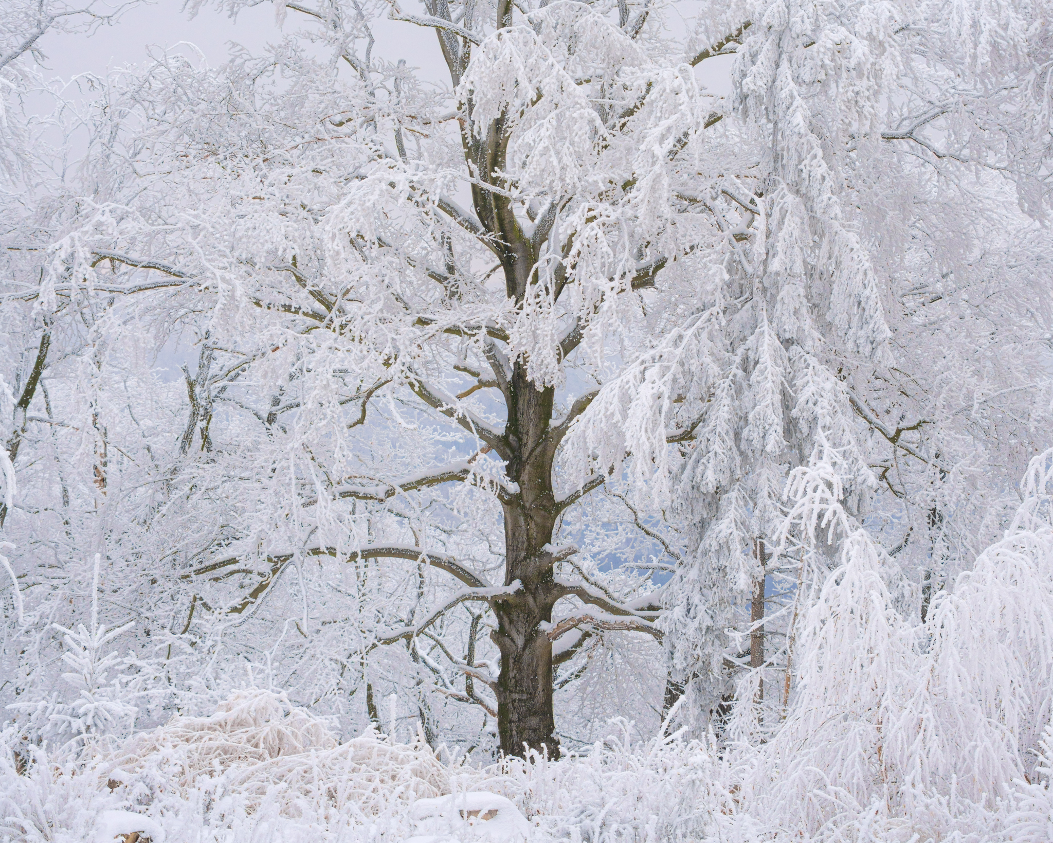 Hoar Frost Fairytale
