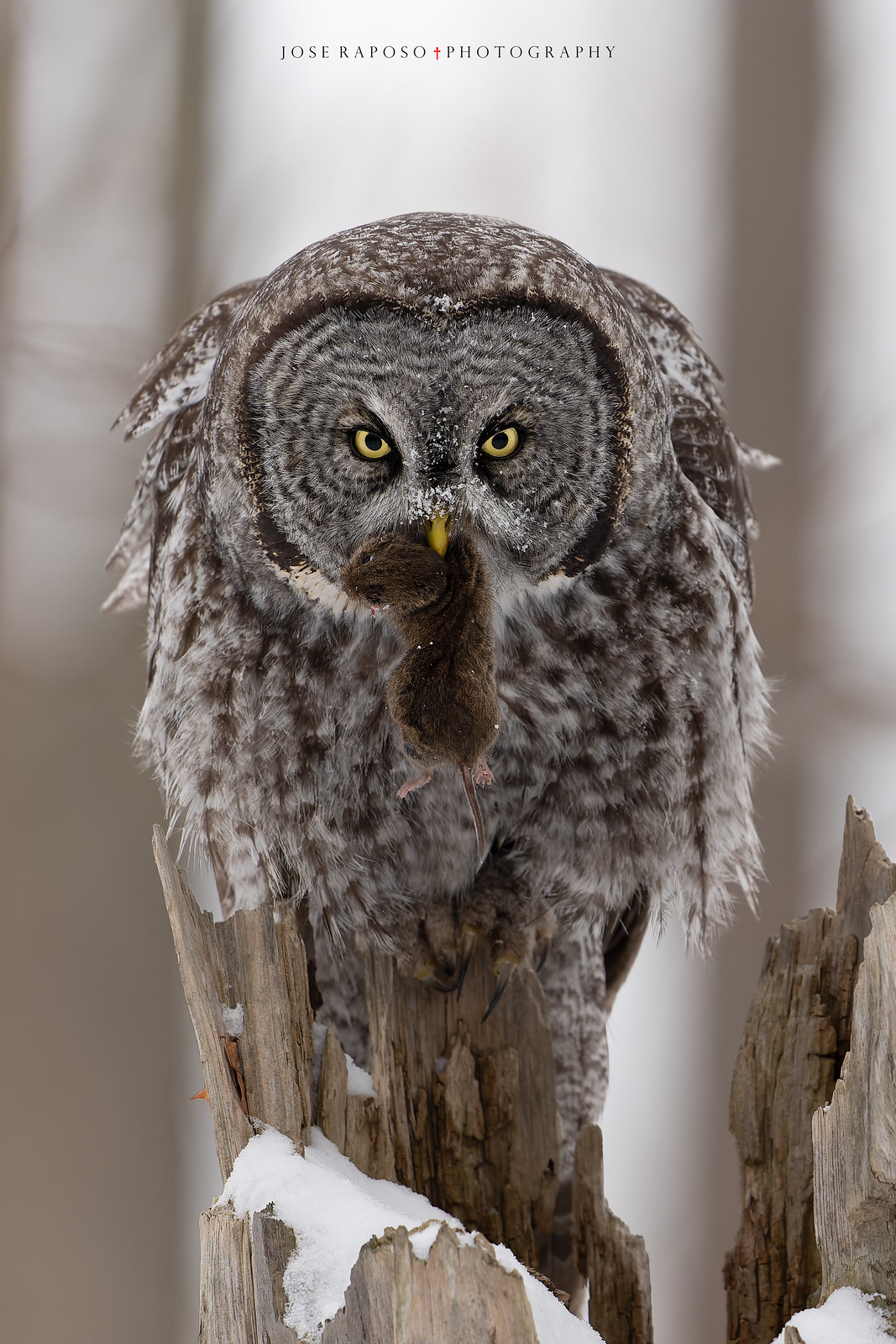 Great Grey Owl