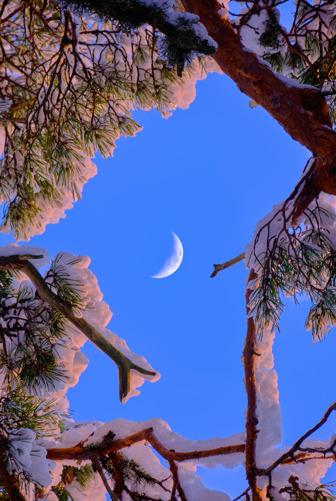 Pearl Moon