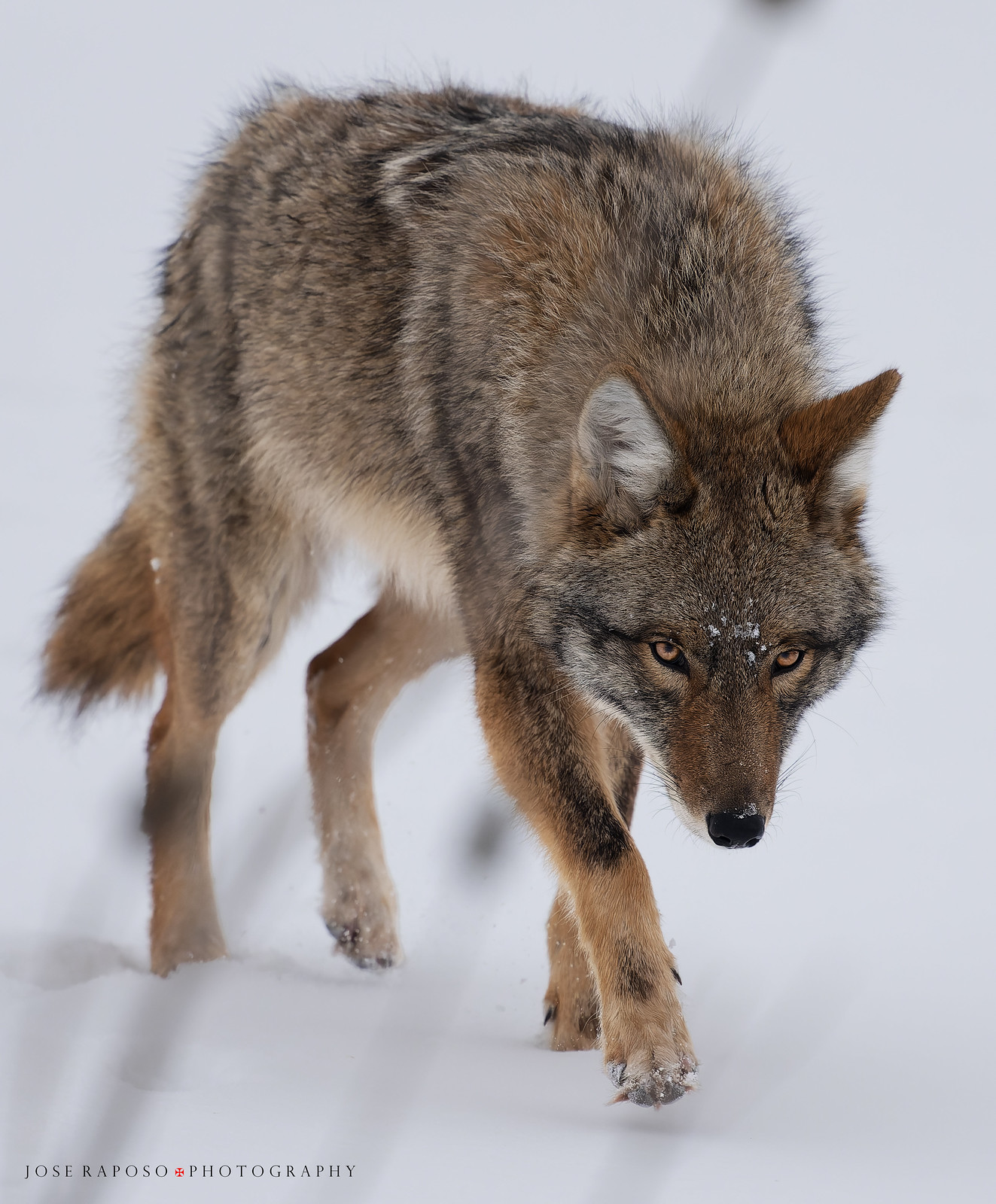 Eastern Coyotes