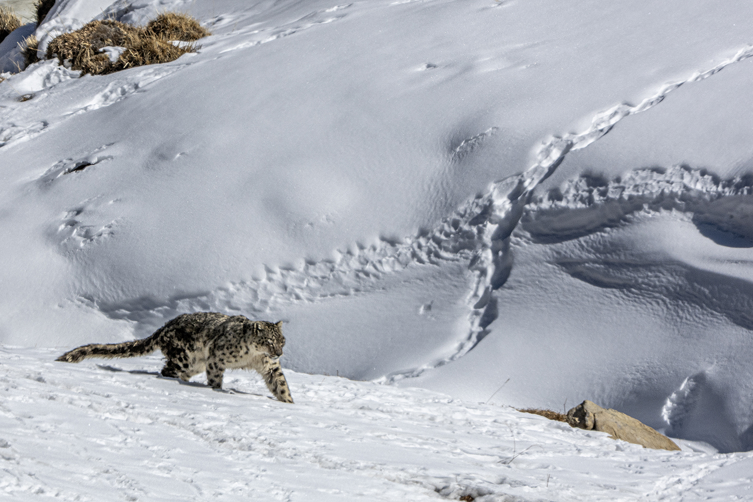 Snow leopard, Spitti valley, India