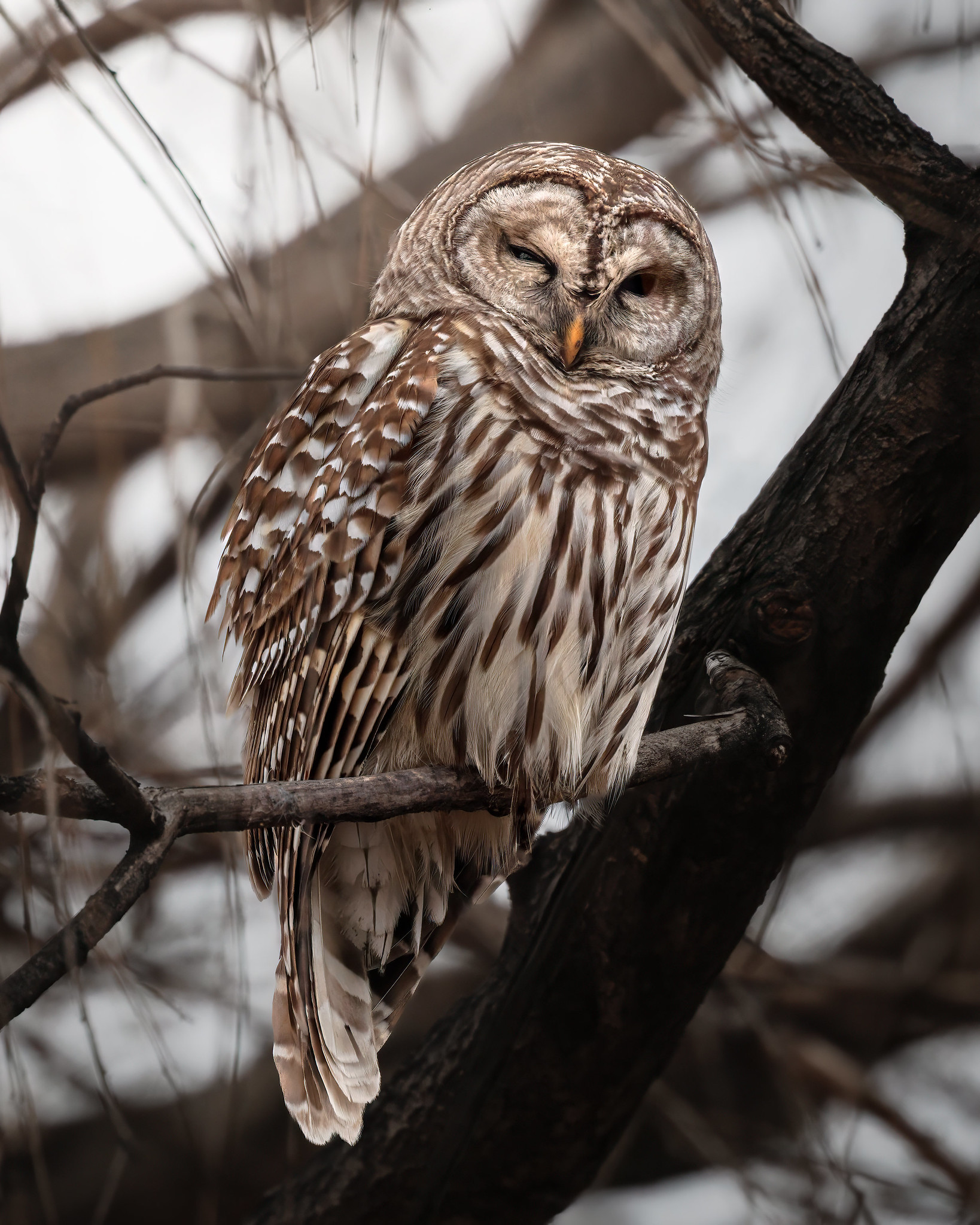 Barred Owl Wink