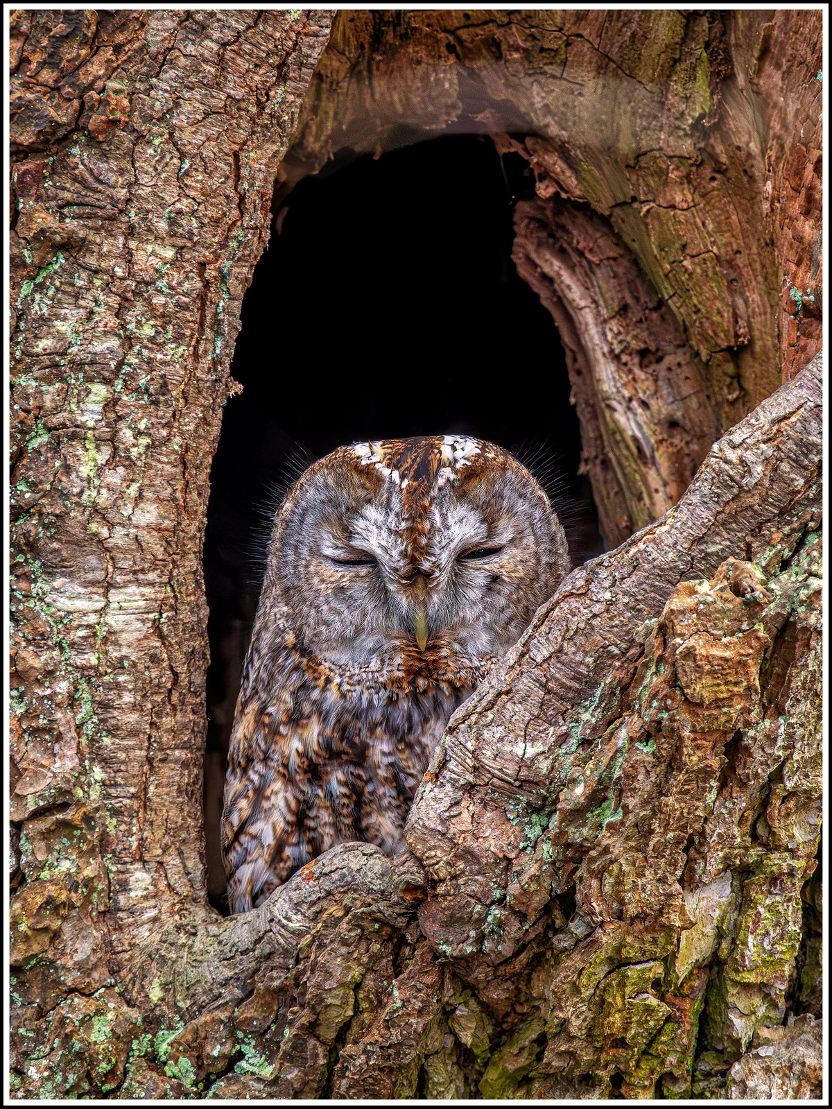 Tawny owl