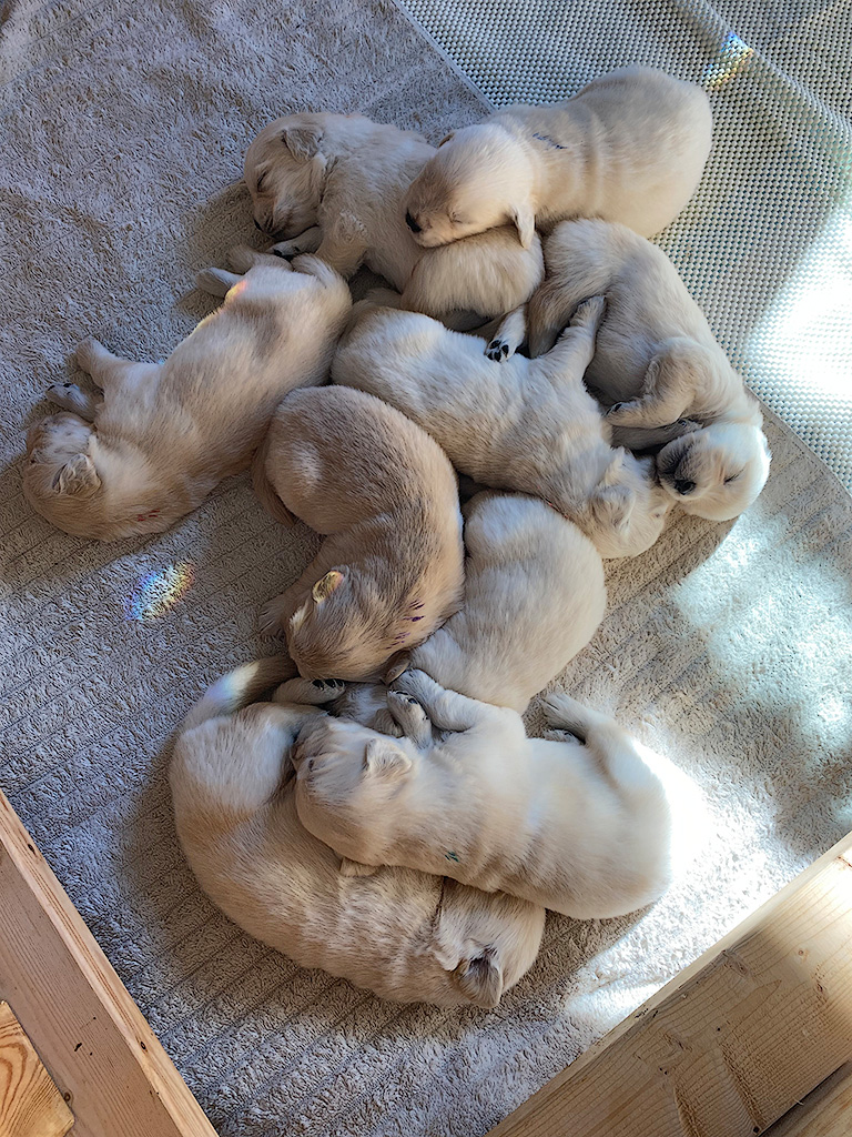 Floofers