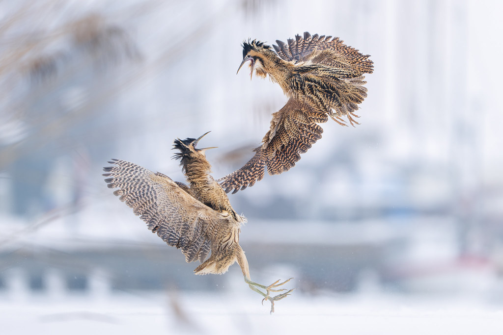 Winter Wildlife: My Eurasian Bittern Photography Adventure - picture heavy