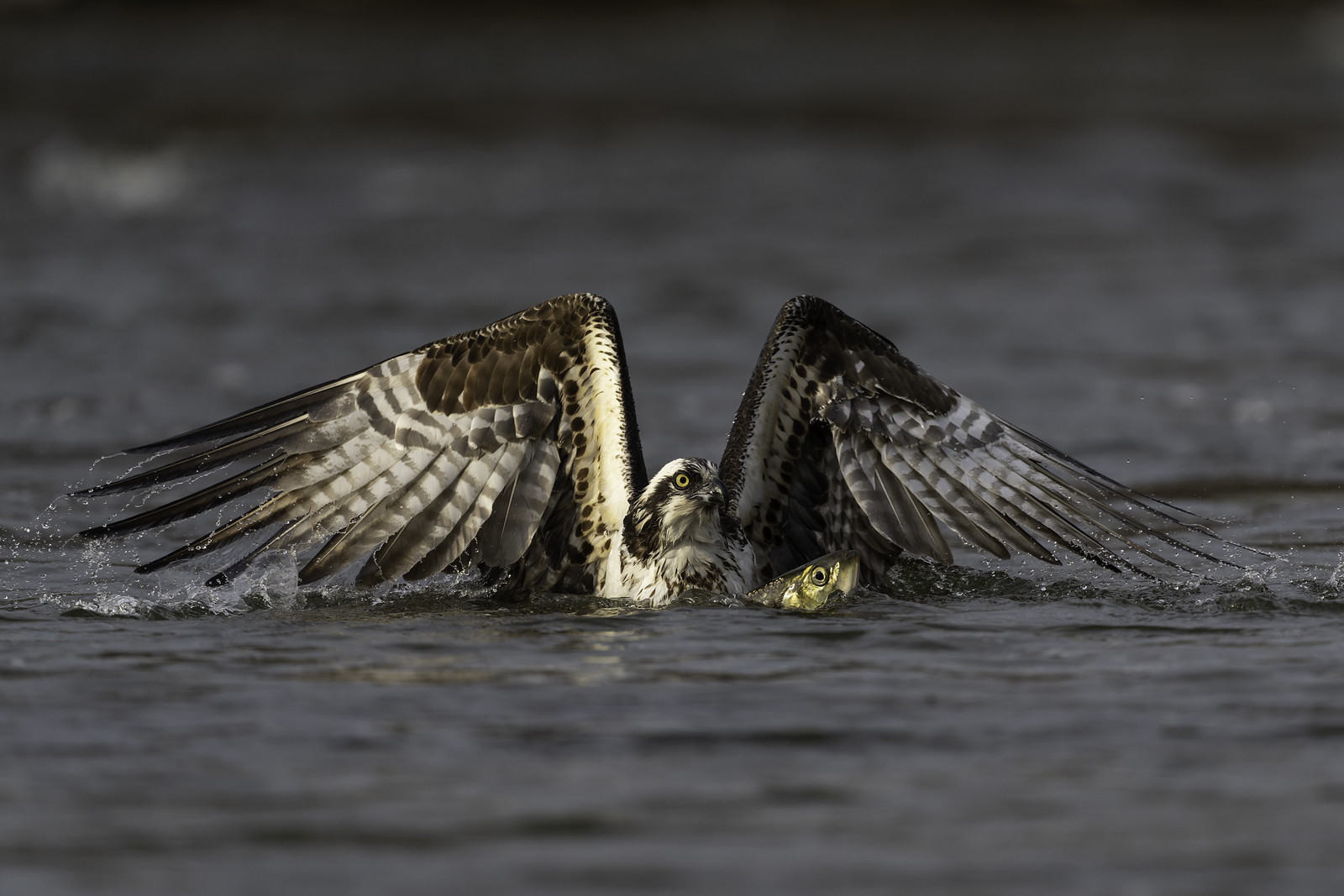 The Shad Run is on and so are the Ospreys