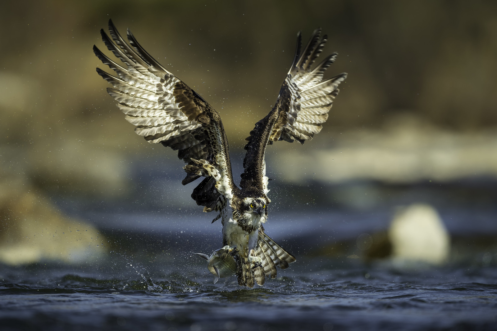 Staring down the lens from water level