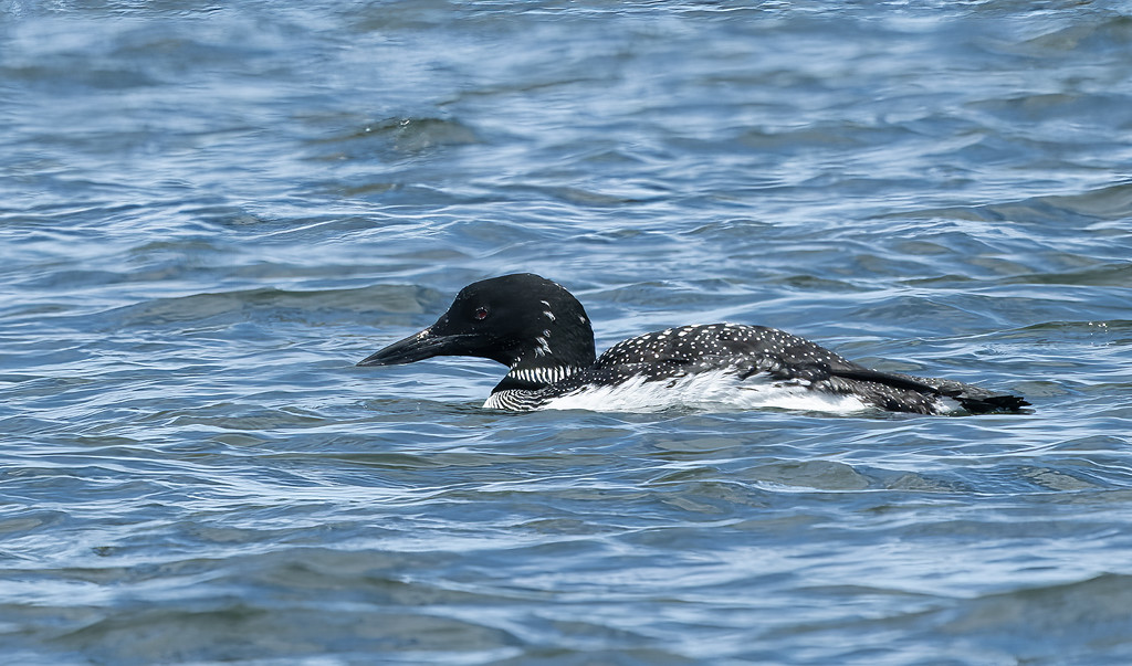 Common loon plumage - the molting process.