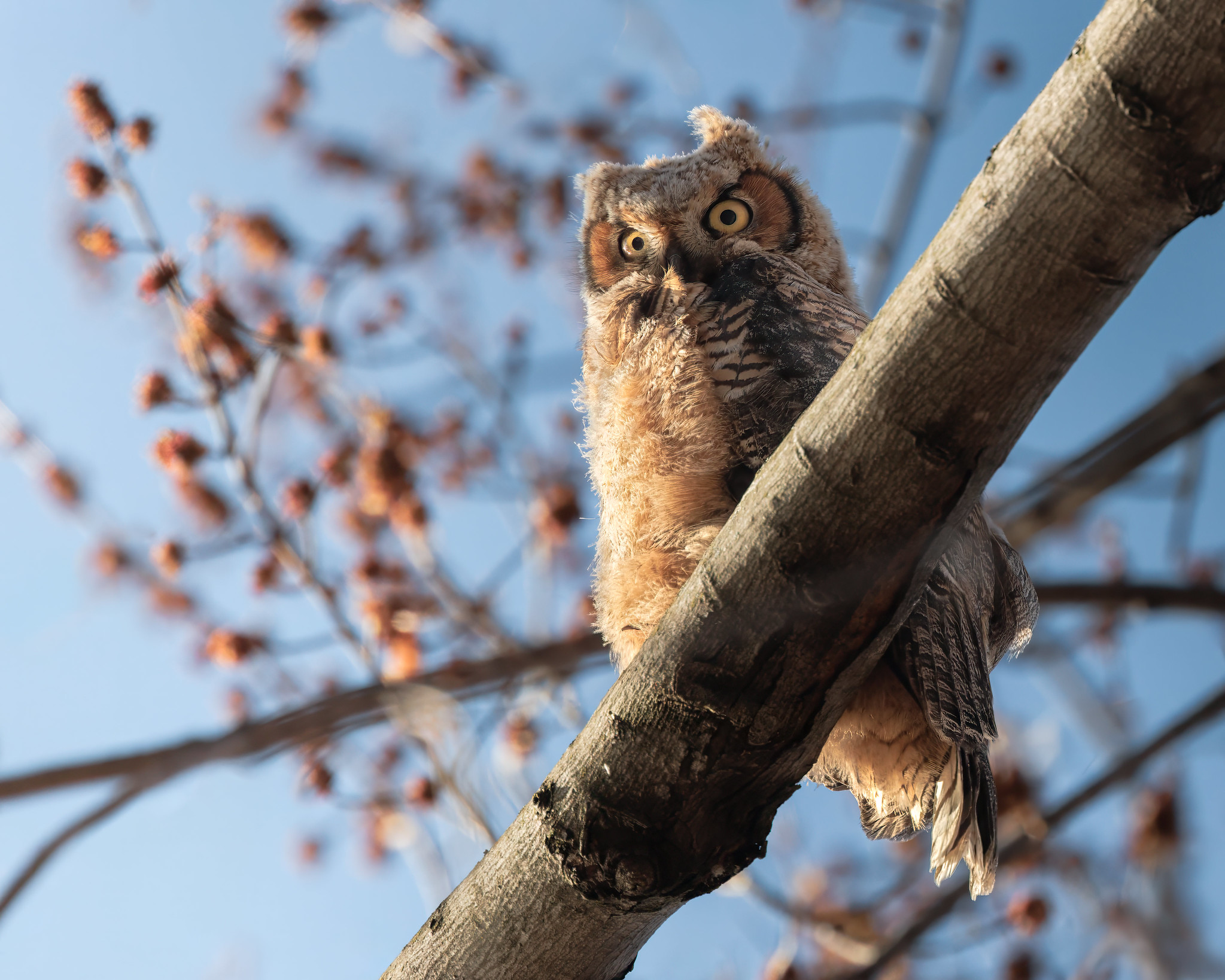 Easter Morning Great Horned Owlets