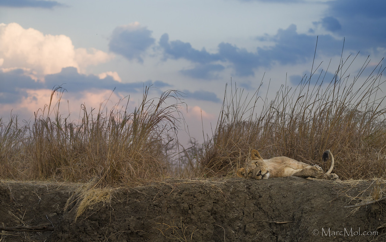 The wonderful Winterthorn Wildlife of the Lower Zambezi. Pt 1
