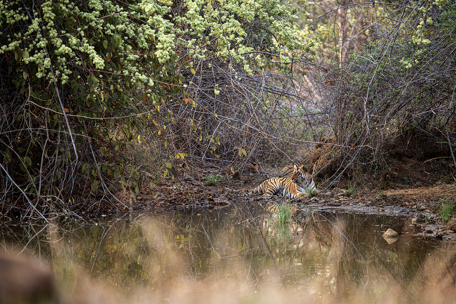 Tigers from Tadoba Tiger Reserve, India