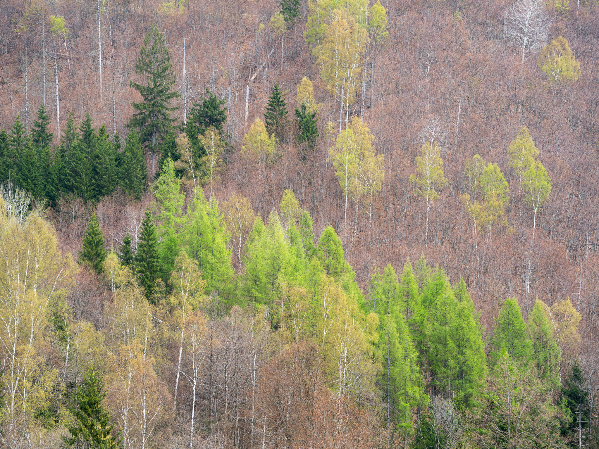Spring in the Harz mountains