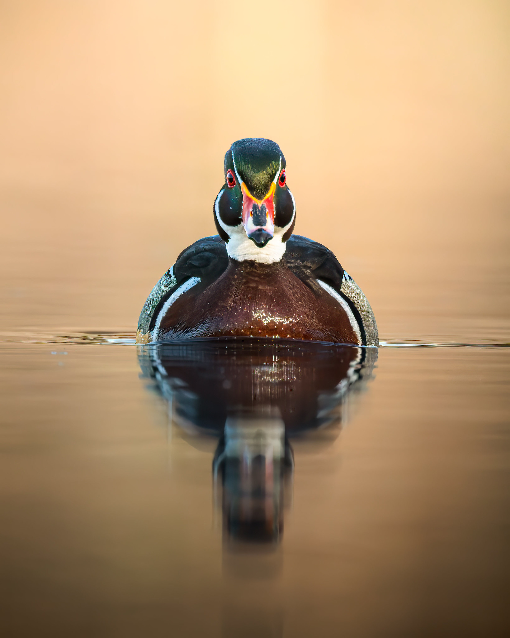 Wood Ducks